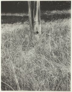 Çim ve Bayrak Direği, 1933. by Alfred Stieglitz