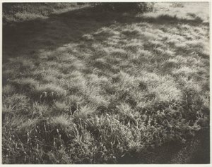 Çim ve Don by Alfred Stieglitz