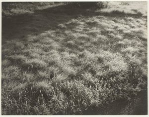 Çim ve Don, 1934. by Alfred Stieglitz