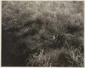  by Alfred Stieglitz