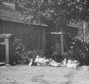 Gutach, 1894. by Alfred Stieglitz