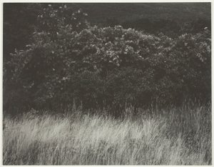 Çit ve Otlar - George Gölü by Alfred Stieglitz