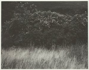 Çit ve Otlar - George Gölü, 1933. by Alfred Stieglitz