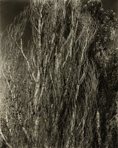 Kavaklar—George Gölü by Alfred Stieglitz