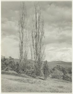 Kavaklar—George Gölü by Alfred Stieglitz
