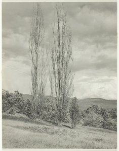 Kavaklar - George Gölü, 1935. by Alfred Stieglitz