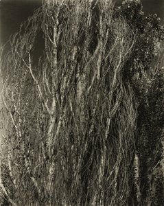 Kavak - George Gölü by Alfred Stieglitz