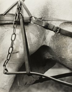 Spiritual America: Songs of the Sky A1 by Alfred Stieglitz