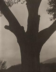 Ölen Kestane by Alfred Stieglitz