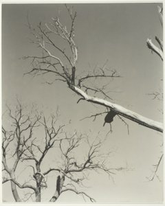  by Alfred Stieglitz