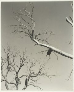Ölen Kestane Ağacı—Öğretmenim, 1927. by Alfred Stieglitz