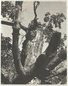 Eski Akçaağaç—George Gölü by Alfred Stieglitz