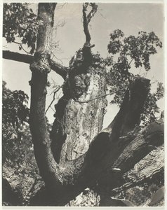 Eski Akçaağaç - George Gölü, 1926. by Alfred Stieglitz