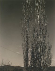 İki Kavak, George Gölü by Alfred Stieglitz