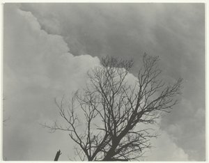 Ağaç Seti 3 by Alfred Stieglitz