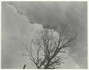 Ağaç Seti 3, c. 1924. by Alfred Stieglitz