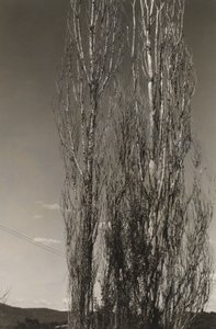 İki Kavak, George Gölü (rekto) by Alfred Stieglitz