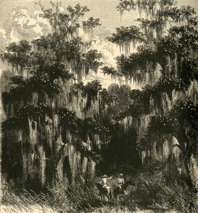 "Manolya Bataklığı", 1872.