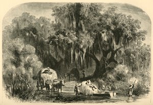 "Yosun Toplayıcılar", 1872.