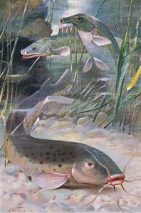 Elektrikli Yayın Balığı, Bichir, Trunkfish, 'Wildlife of the World'den illüstrasyon, c.1910 (renkli litho) by Alfred Weczerzick