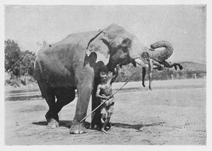 Maligawa Fili ve Mahouts, c1890, 1910 by Alfred William Amandus Plate