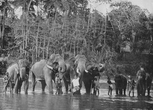 Katugastota'daki Mahaweli Ganga'da Yıkanan Kutsal Filler, c1890, 1910