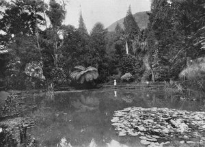 Lotus Göleti, Hakgalla Bahçeleri, Nuwara Eliya, c1890, 1910 by Alfred William Amandus Plate