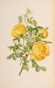 Ellen Willmott