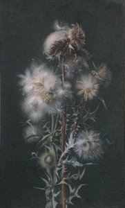 Thistledown (kağıt üzerine sulu boya) by Alice Gray