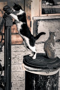 Curiosity, 2017 (fotoğraf)