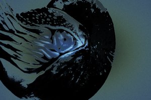 Nautilus, 2018 (elle yeniden boyanmış fotoğraf)