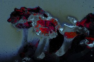 Deniz Anemonu, 2018 (elle yeniden boyanmış fotoğraf)