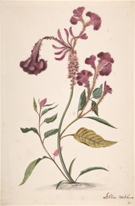 Bir Hanekam Celosia argentea çalışması, n.d .. by Alida Withoos
