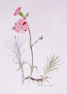Old Variety of Dianthus, 1997 (kağıt üzerinde wc) by Alison Cooper