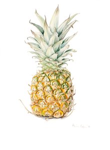 Olgun Ananas, suluboya, 2016