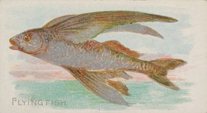 Allen & Ginter Cigarettes için American Waters serisi N8