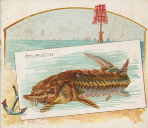 Sturgeon, American Waters