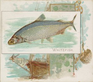 Whitefish, American Waters