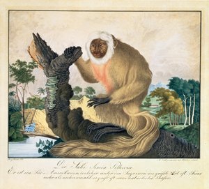 Saki Maymunu, 1835