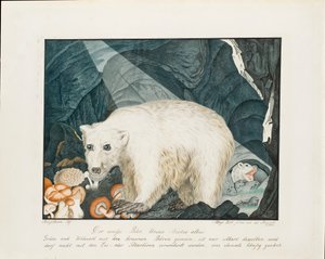 Beyaz Ayı, 1844