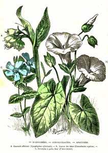 Borraginees, Convolvulacees, Apocynees: Doğal Yaratılış ve Canlılar. A. Demarle'ın çizimi. 1885 by Alphonse Demarle