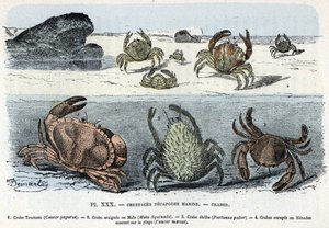 hayvanat kurulu; on bacaklı deniz kabukluları, yengeç (kek, araignee, etrille, menade) (Zoolojik levha: yengeçler)
