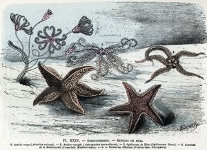 Zooloji kurulu; ekinoderm, deniz yıldızları (asteries, ophiocoma, comatum ve pentacrine) (Zoolojik levha: denizyıldızları) Rengade'nin “” L'homme et la nature”” yazısından gravür