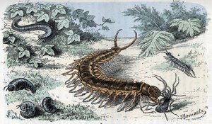 Hayvanat bahçesi haritası: Böcekler Myriapodes (çıyanlar veya kırkayaklar) (Zoolojik levha: Myriapoda) Rengade'nin “Man and Nature” gravürü