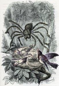 Zoolojik harita: araknid, kuş-sinek yuvasını şaşırtan avicular mygalus (Zoolojik levha: araknid, Avicularia) Rengade'nin “Man and Nature”ından gravür by Alphonse Demarle