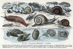 Zoolojik harita; gastropodlar yumuşakçalar, akciğerler (siklostoma, bahçe ve keder helisi, kırmızı sümüklü böcek, gri sümüklü böcek, limnee, planorb, paludin...) (Zoolojik levha: Slug, cyclostoma, planorb, limnea gibi gastropod yumuşakçaları) “” L' hom