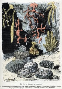 Hayvan haritası: süngerler ve mercanlar (gorgone, bebryce, mercan, süngerler, neptün eldiveni (Zoolojik levha: Deniz süngerleri ve mercanlar) Rengade'nin “” L'homme et la nature”” gravürü by Alphonse Demarle