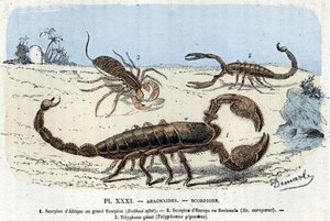 Zoolojik plaka; arachnids, Afrika akrepleri, avrupa akrebi, telefon) (Zoolojik levha: Arachnid, akrep) Rengade'nin “” L'homme et la nature” gravürü