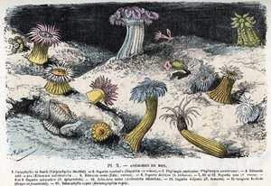 Zoolojik levha: deniz şakayığı (Zoolojik levha: deniz anemonları) Rengade'nin “” L'homme et la nature”” adlı gravürü by Alphonse Demarle