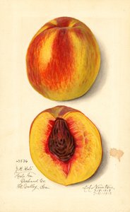 Şeftali (Prunus persica: J.H. Hale) (suluboya)